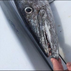 Meet your Posher, Clint